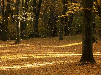Polana w Lesie Wolskim jesienią, spadające liście uchwycone w locie